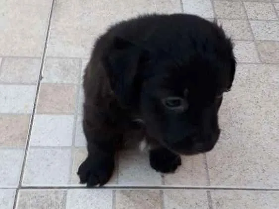 Cachorro ra a Srd idade 2 a 6 meses nome Nico