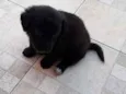 Nico