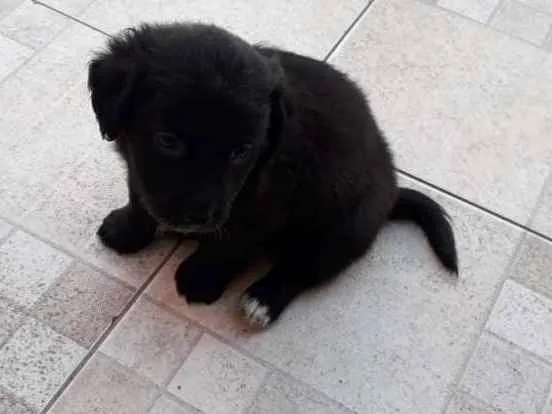 Cachorro ra a Srd idade 2 a 6 meses nome Nico