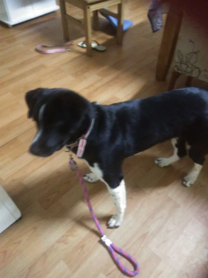 Cachorro ra a Akita misturada com SRD idade 7 a 11 meses nome Pop