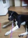Pop