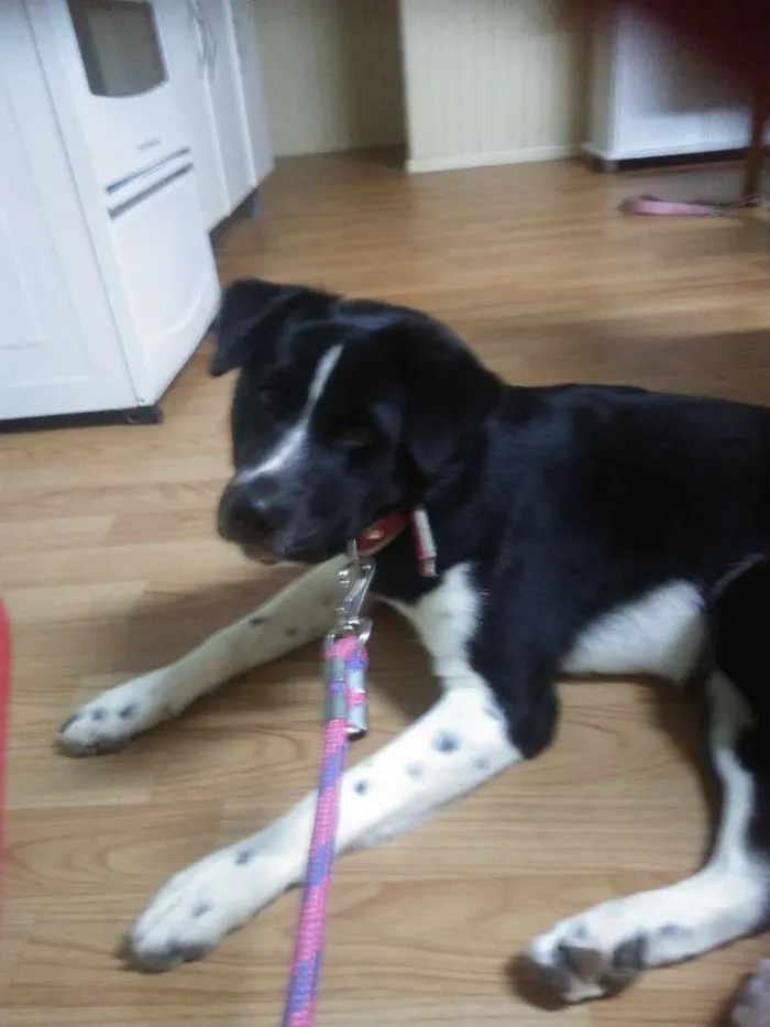Cachorro ra a Akita misturada com SRD idade 7 a 11 meses nome Pop