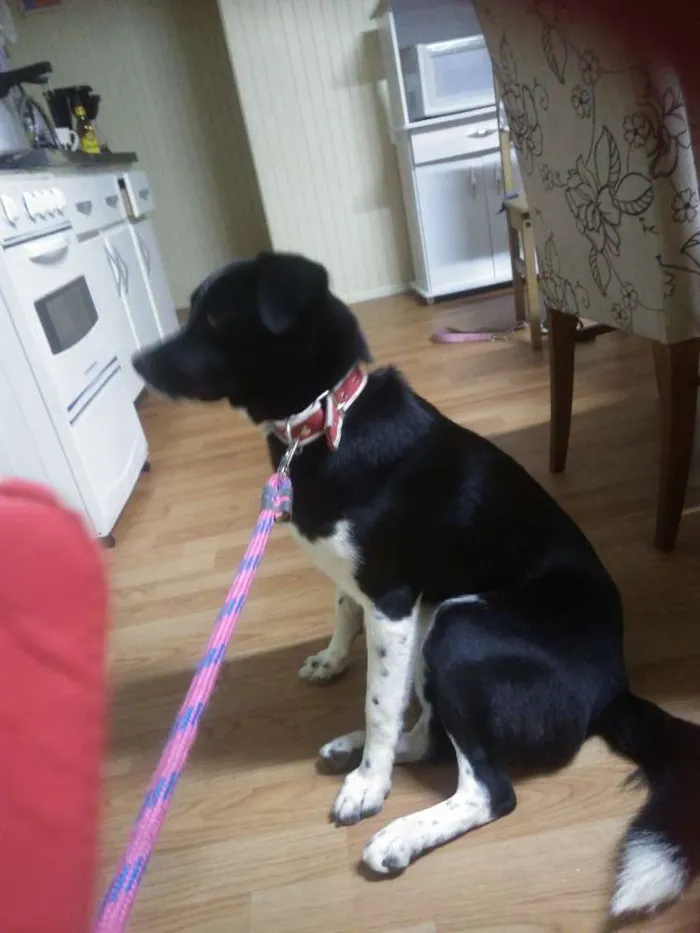 Cachorro ra a Akita misturada com SRD idade 7 a 11 meses nome Pop