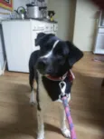 Pop