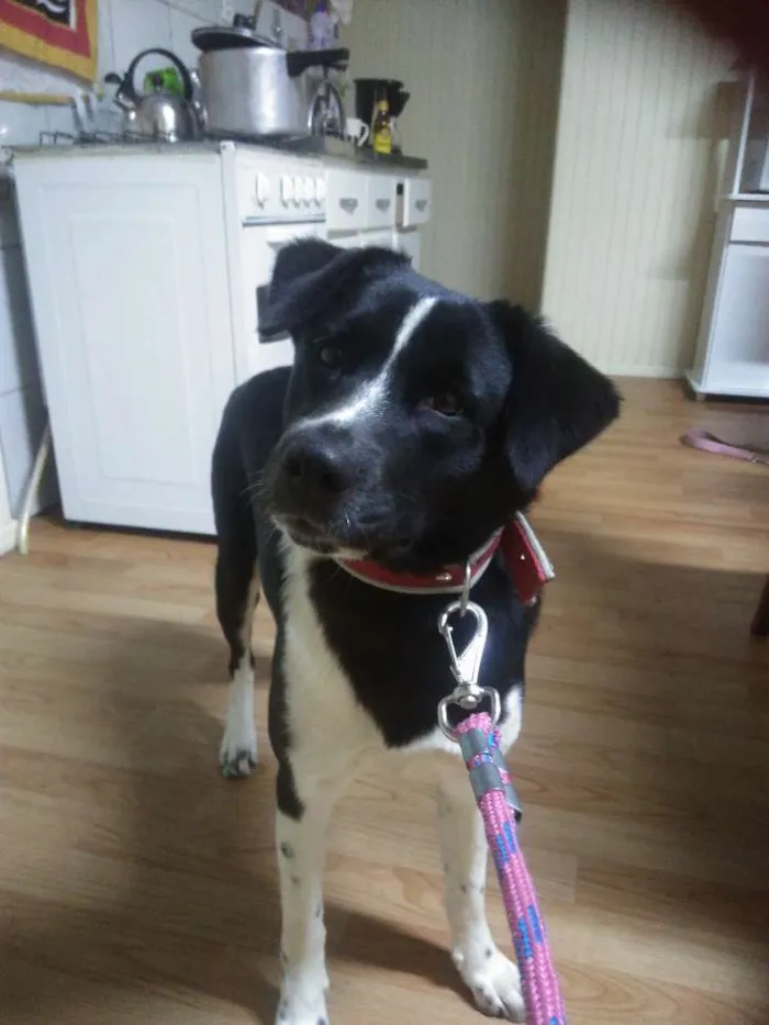 Cachorro ra a Akita misturada com SRD idade 7 a 11 meses nome Pop