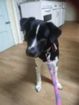 Pop