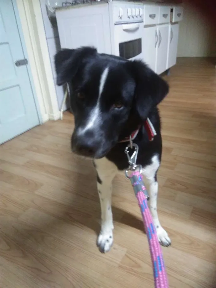 Cachorro ra a Akita misturada com SRD idade 7 a 11 meses nome Pop