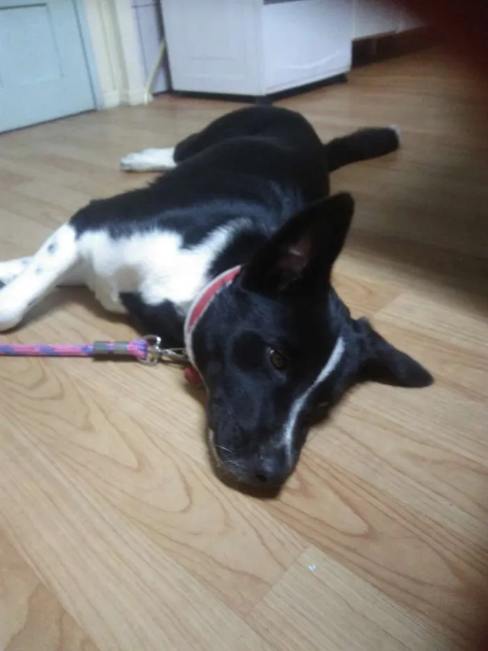 Cachorro ra a Akita misturada com SRD idade 7 a 11 meses nome Pop