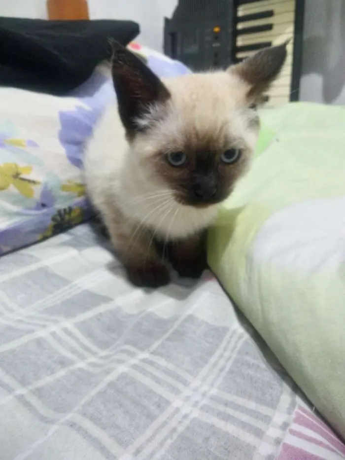 Gato ra a  idade 2 a 6 meses nome Não tem nome