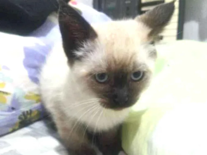 Gato ra a  idade 2 a 6 meses nome Não tem nome