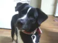 Pop