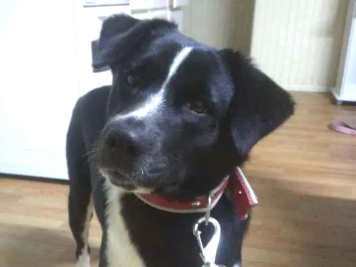 Cachorro ra a Akita misturada com SRD idade 7 a 11 meses nome Pop