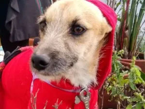 Cachorro raça SRD idade 1 ano nome João