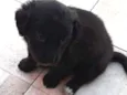 Nico
