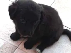Cachorro raça Srd idade 2 a 6 meses nome Nico