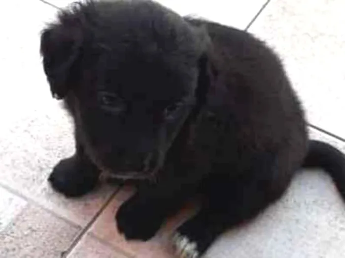 Cachorro ra a Srd idade 2 a 6 meses nome Nico