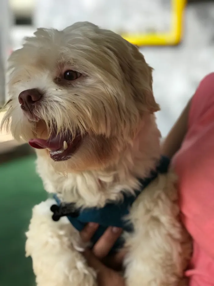 Cachorro ra a Lhasa idade  nome Scooby