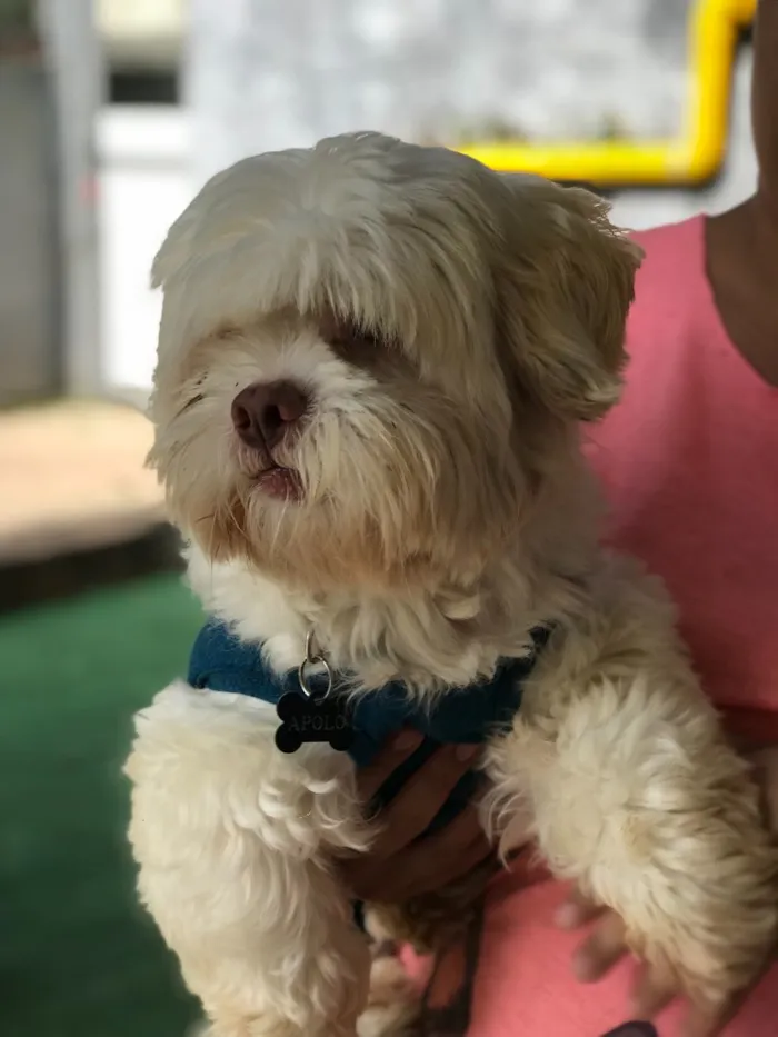 Cachorro ra a Lhasa idade  nome Scooby