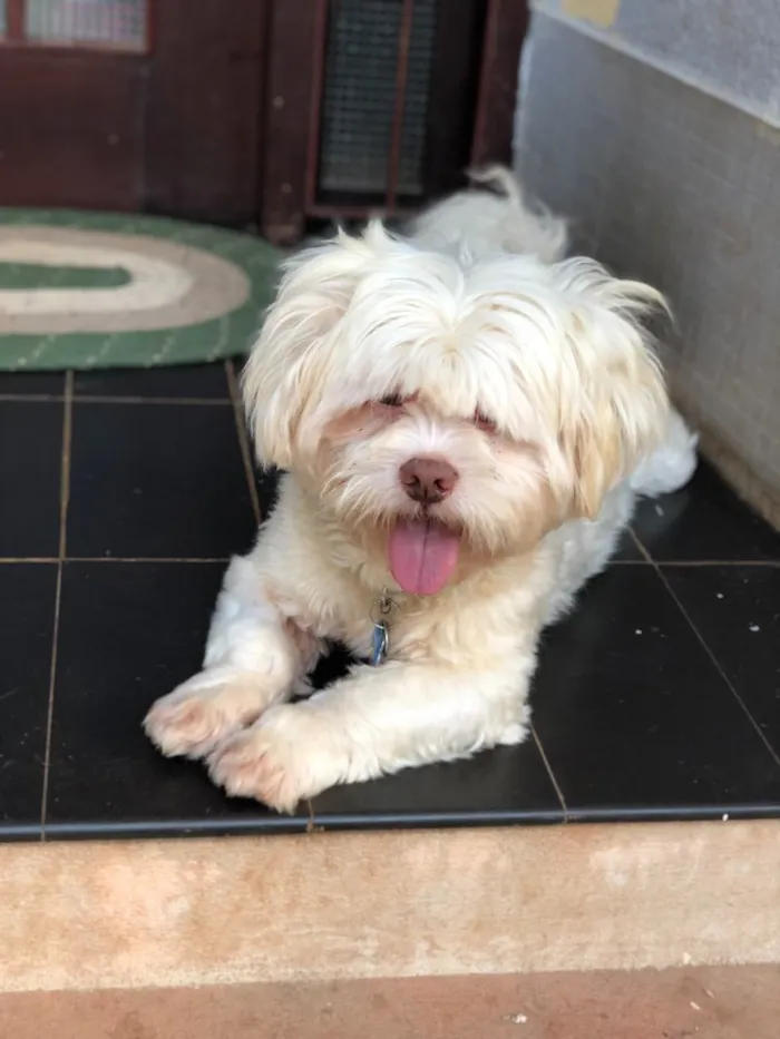 Cachorro ra a Lhasa idade  nome Scooby
