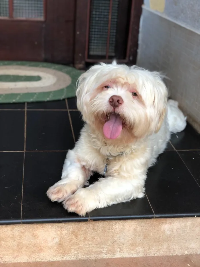 Cachorro ra a Lhasa idade  nome Scooby