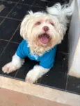 Scooby