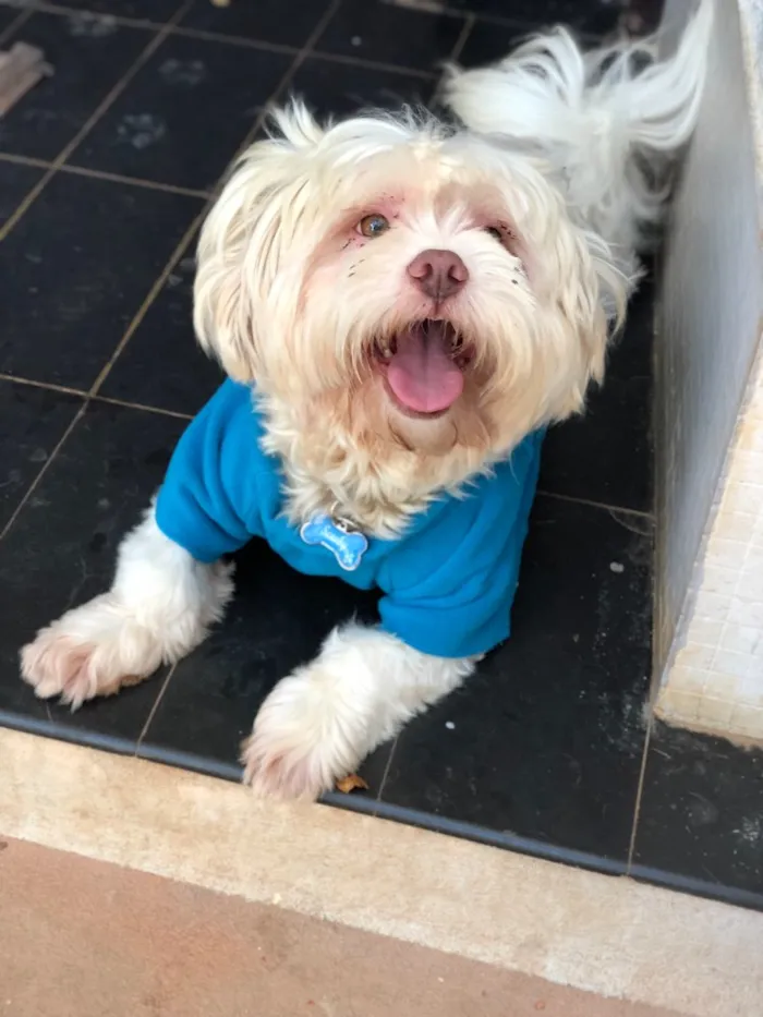 Cachorro ra a Lhasa idade  nome Scooby