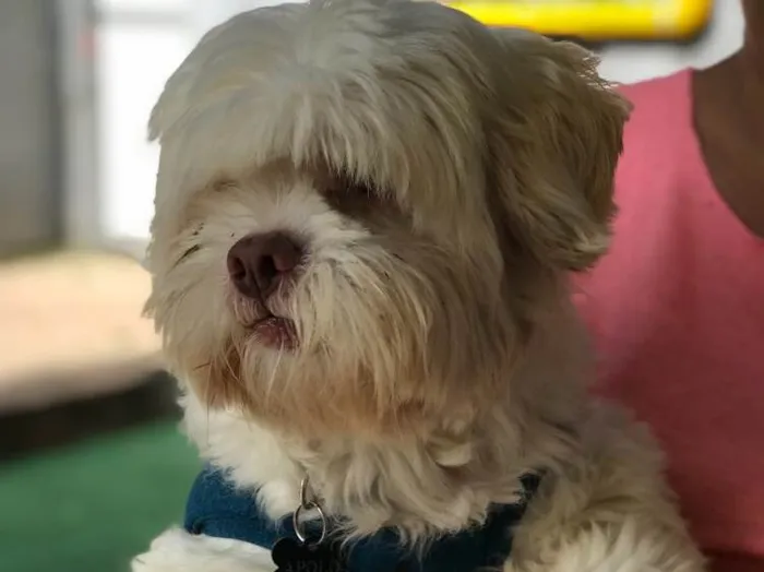 Cachorro ra a Lhasa idade  nome Scooby