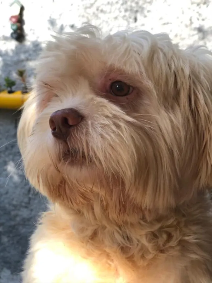 Cachorro ra a Lhasa idade  nome Scooby