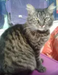Cleo 
