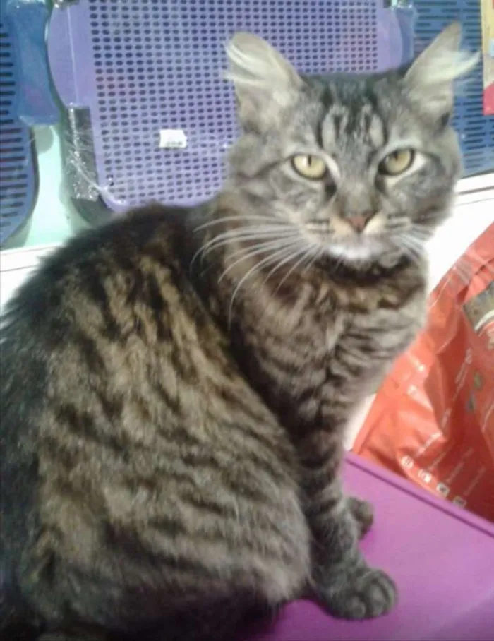 Gato ra a SRD idade 7 a 11 meses nome Cleo 