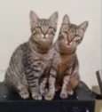 Tico e Teco 