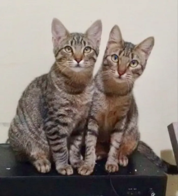 Gato ra a SRD idade 2 a 6 meses nome Tico e Teco 