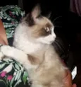 Jade 