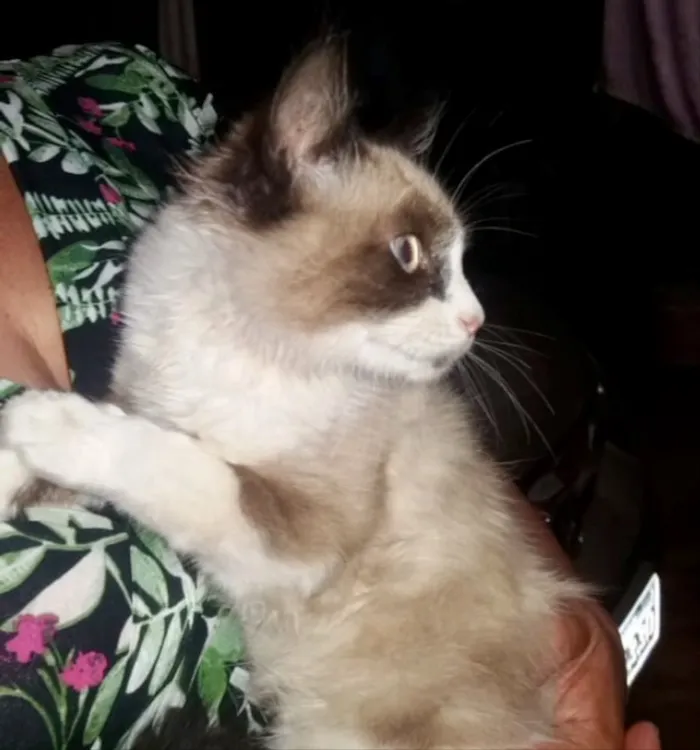 Gato ra a SRD  idade 2 a 6 meses nome Jade 