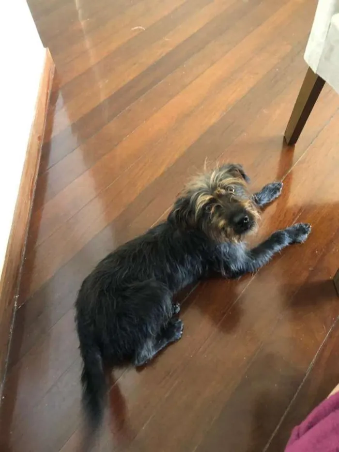Cachorro raça Vira-lata idade 3 anos nome Bob