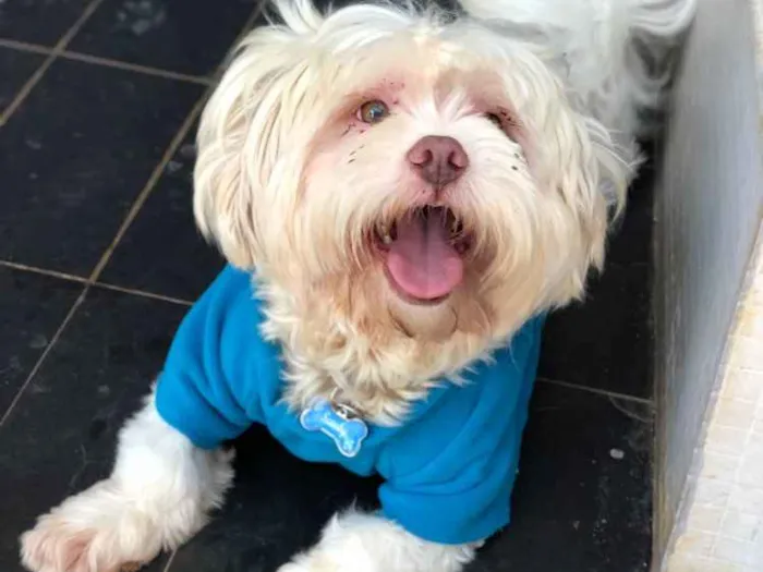 Cachorro ra a Lhasa idade  nome Scooby