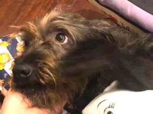 Cachorro raça Vira-lata idade 3 anos nome Bob