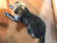 Bob