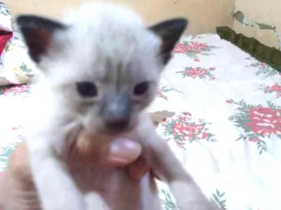 Gato raça Siamês,e outro idade Abaixo de 2 meses nome Sem nome