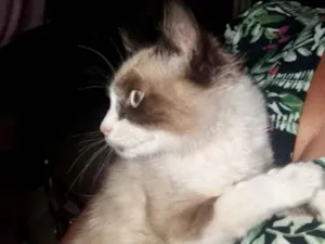 Gato raça SRD  idade 2 a 6 meses nome Jade 