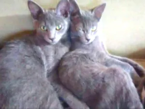Gato raça SRD  idade 2 a 6 meses nome Bia e Lia 