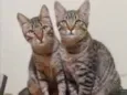 Tico e Teco 