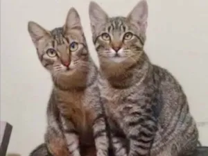 Gato raça SRD idade 2 a 6 meses nome Tico e Teco 