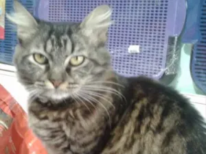 Gato raça SRD idade 7 a 11 meses nome Cleo 