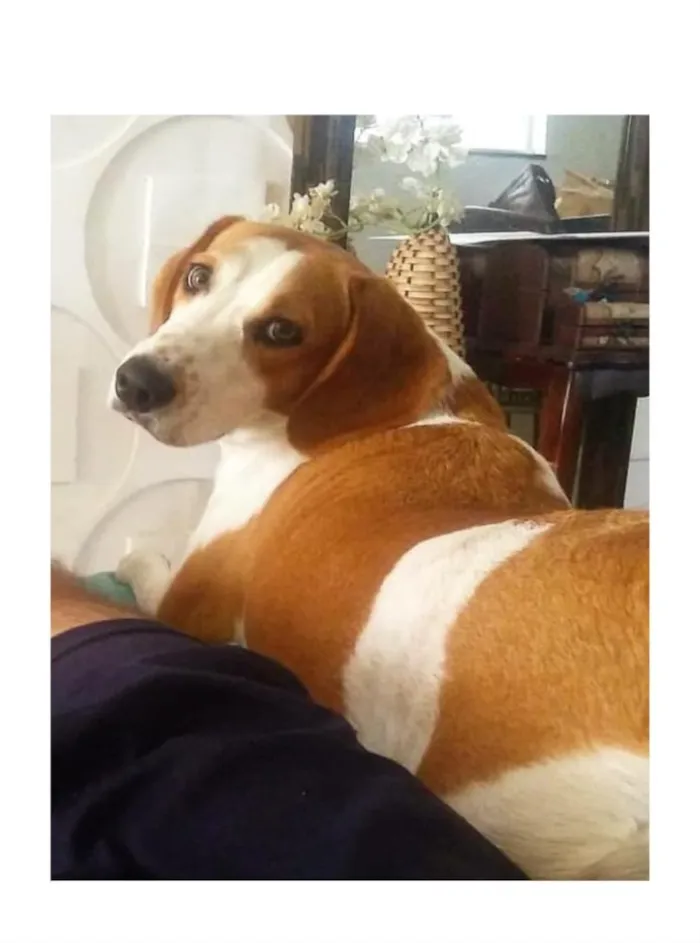 Cachorro ra a Beagle  idade 2 anos nome Marvin