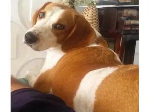 Cachorro raça Beagle  idade 2 anos nome Marvin