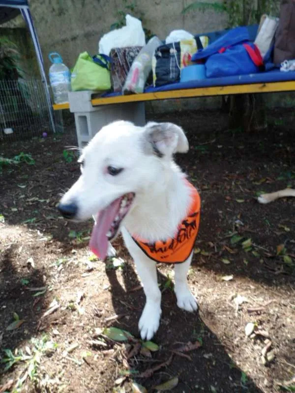 Cachorro ra a SRD idade 7 a 11 meses nome Cristal