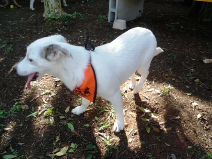 Cachorro ra a SRD idade 7 a 11 meses nome Cristal