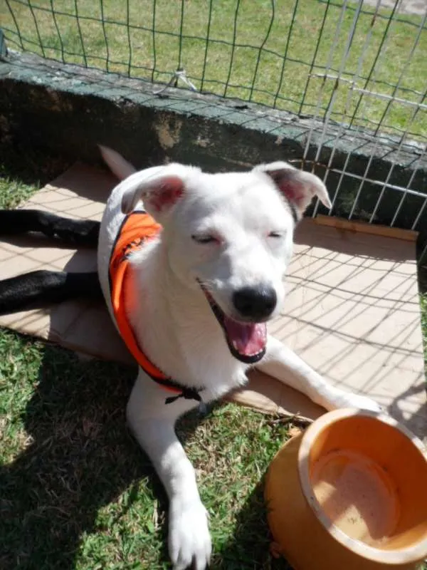 Cachorro ra a SRD idade 7 a 11 meses nome Cristal