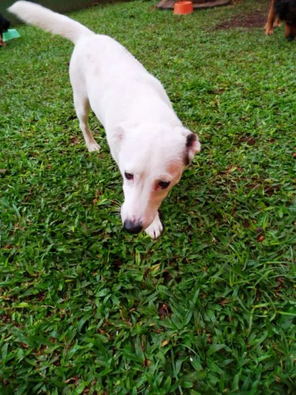 Cachorro ra a SRD idade 7 a 11 meses nome Cristal